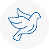 Bird Prevention Torpoint