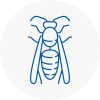 Torpoint Wasp Nest Removal